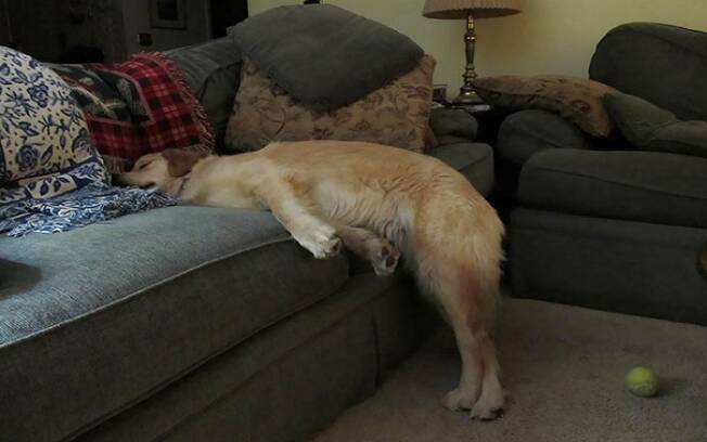 Na legenda da foto compartilhada o dono disse que proibiu seu cachorro de dormir no sofá . Foto: Reprodução/ blacksunrize