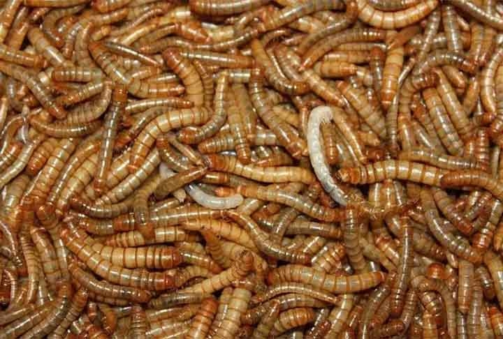 De acordo com os cientistas, a larva-da-farinha (de tenébrios) pode mastigar o poliestireno e hospedar bactérias em seus intestinos que ajudam a quebrar o material. Reprodução: Flipar