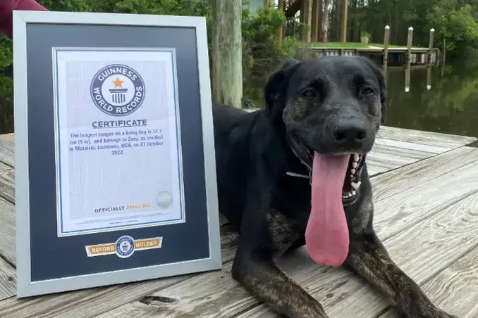 Zoey entrou para o Guinness como a cadela com a maior língua do mundo. Foto: Reprodução/Guinness World Records