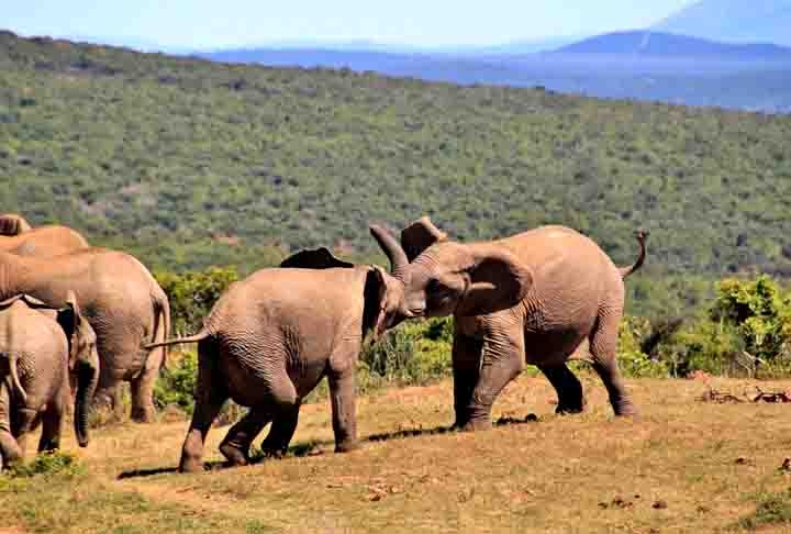 Com um ecossistema predominantemente de pradaria, e o Parque Nacional Kruger como a principal reserva de animais e plantas, a fauna da África do Sul é uma das mais extensas. Diante disso, é um dos países com mais animais silvestres do planeta. Reprodução: Flipar