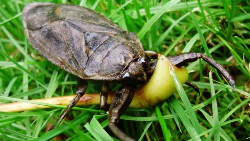Esse animal é um caçador muito eficiente, capaz de se alimentar de vários outros insetos.  Reprodução: Flipar