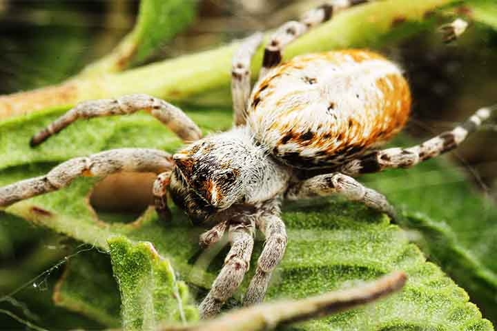 O estudo dessa aranha tem sido importante para a biologia evolutiva e o entendimento da socialidade em animais invertebrados.  Reprodução: Flipar