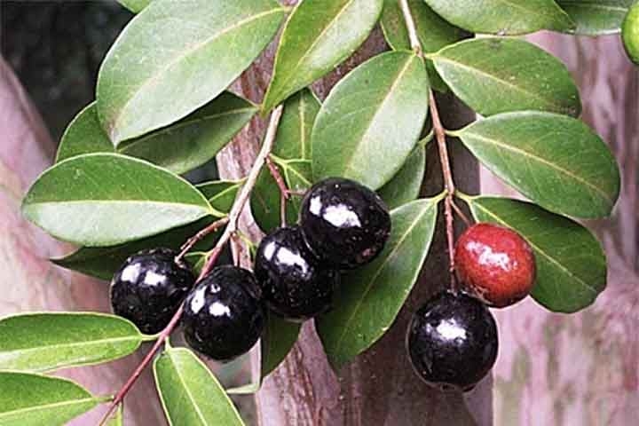 Seus antioxidantes também contribuem para a proteção das artérias, reduzindo o risco de doenças cardíacas e ajudando na manutenção de uma boa circulação sanguínea.  Reprodução: Flipar