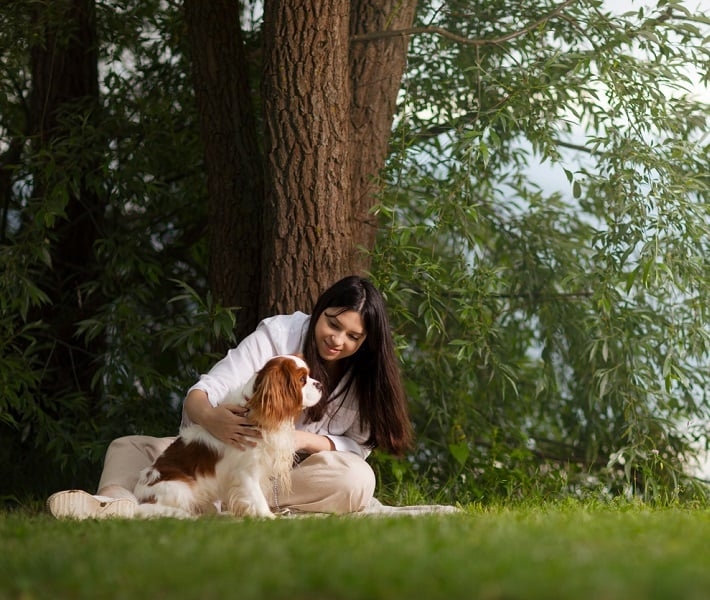 Um Cavalier, especialmente o King Charles Spaniel, nunca estará plenamente feliz se não estiver no colo do seu tutor. Reprodução: Flipar