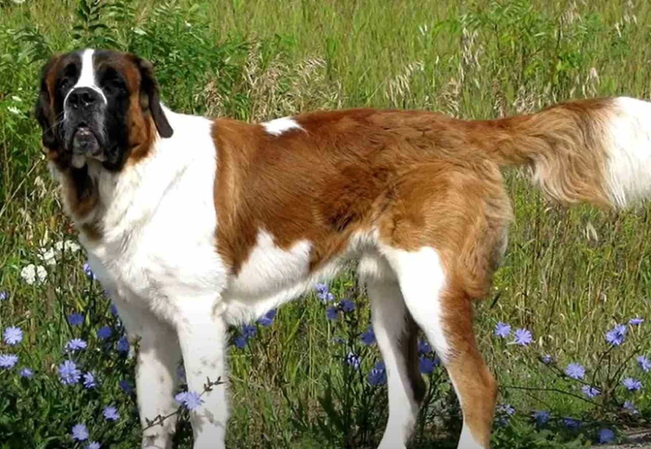 São Bernardo:  É um cão de grande porte, forte e musculoso, conhecido por sua pelagem espessa e natureza gentil. É protetor, leal e muito afetuoso, tornando-se um excelente companheiro e cão de família.
 Reprodução: Flipar