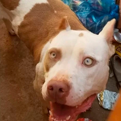 Em 25/4/2022, um pitbull atacou duas jovens da própria casa onde ele havia sido adotado, no Distrito Federal. As vítimas, de 16 e 18 anos, foram feridas na perna, braço e mão. O cão (foto) foi apreendido pela polícia.   Reprodução: Flipar