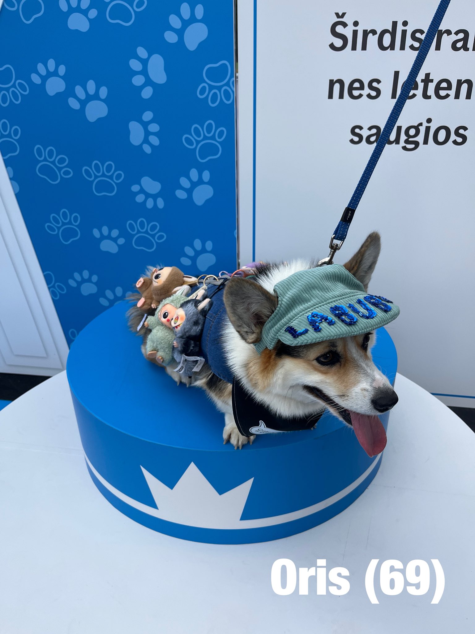 Corrida de Corgis reúne competidores fantasiados na Lituânia. Foto: Facebook/Corgi Race Vilnius