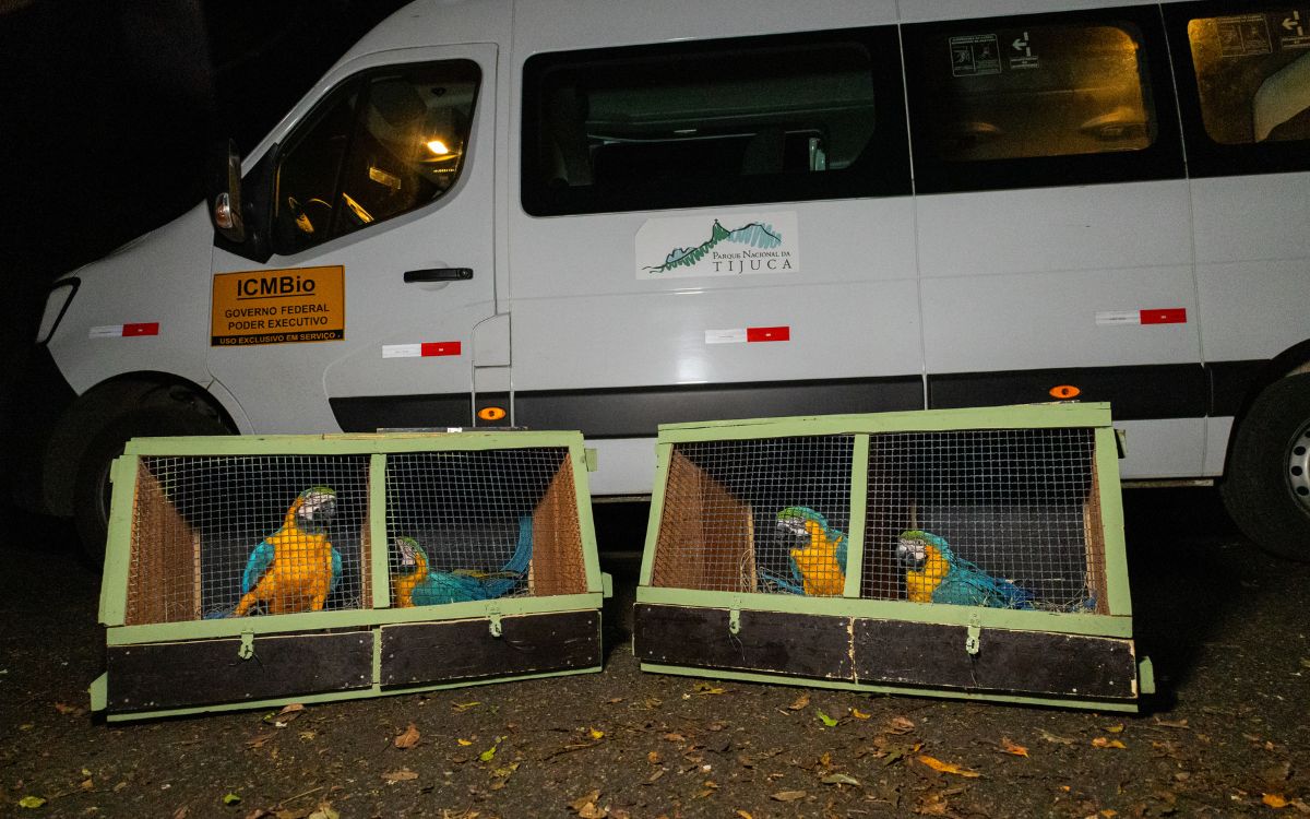 Araras-canindés voltam à Floresta da Tijuca após dois séculos de extinção. Foto: Divulgação/Flavia Zagury