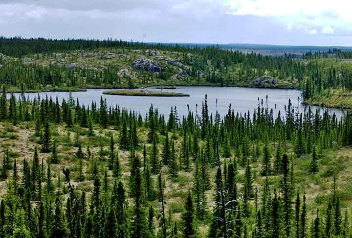 Alasca (EUA) - Parte da Taiga, com pinheiros e abetos, o estado combina ecossistemas intocados e clima extremo. Os abetos são  reconhecidos por suas folhas em forma de agulhas, que permanecem verdes durante todo o ano, e por seus cones característicos, que crescem voltados para cima nos ramos. Reprodução: Flipar