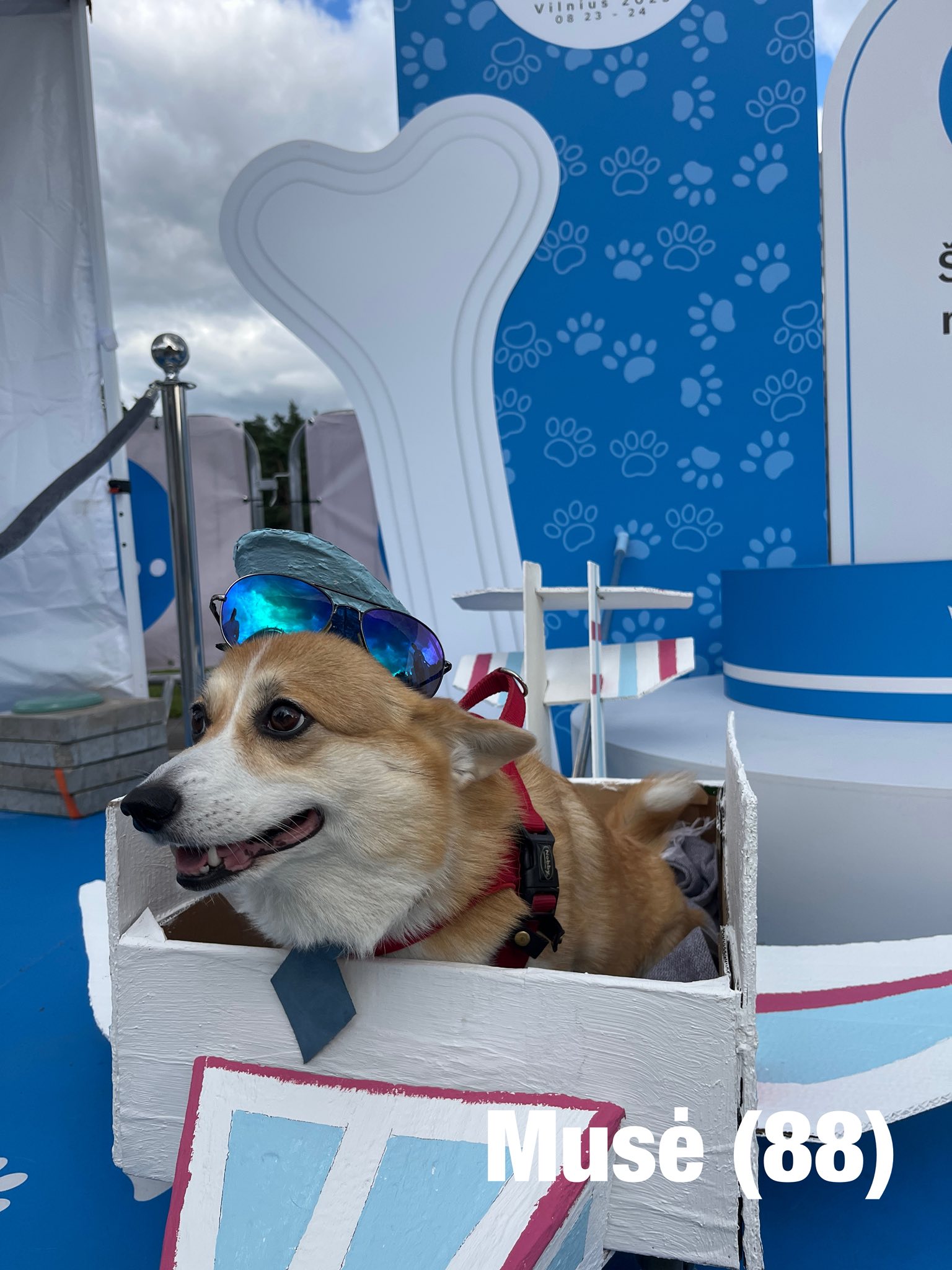 Corrida de Corgis reúne competidores fantasiados na Lituânia. Foto: Facebook/Corgi Race Vilnius