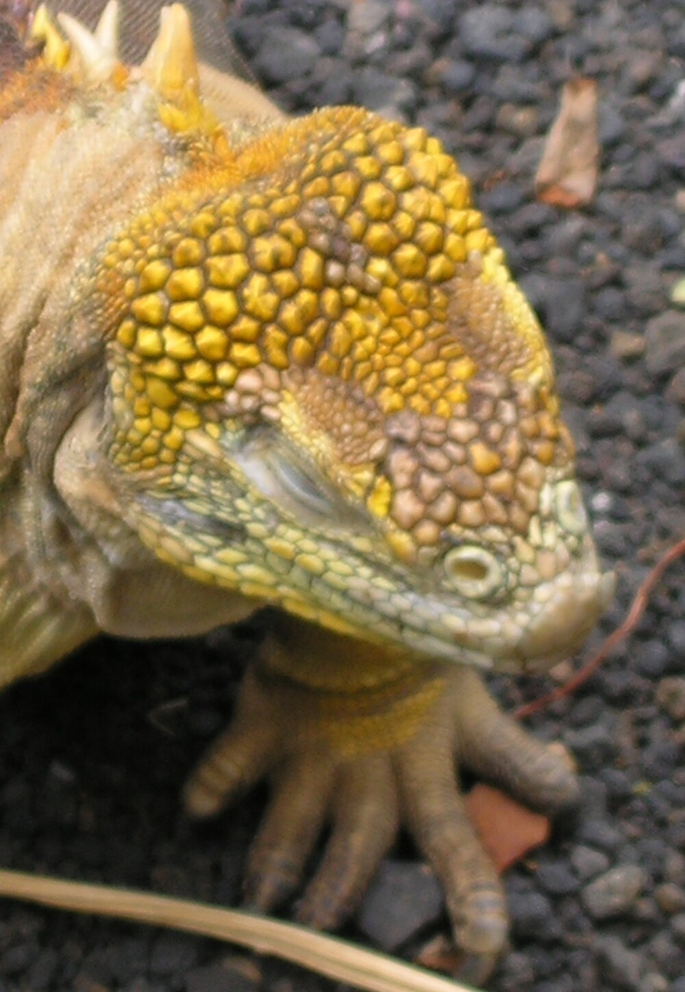 Iguana marinha de Ilha do Arquipélago de Galápagos. Foto: Divulgação / Unesco