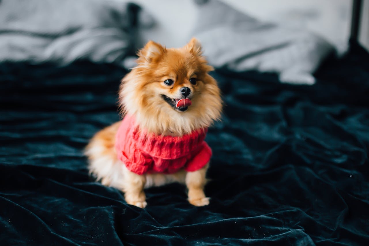Os Chihuahuas são cães inteligentes e podem ser facilmente treinados, embora sua personalidade independente possa tornar o treinamento um pouco desafiador.  Reprodução: Flipar
