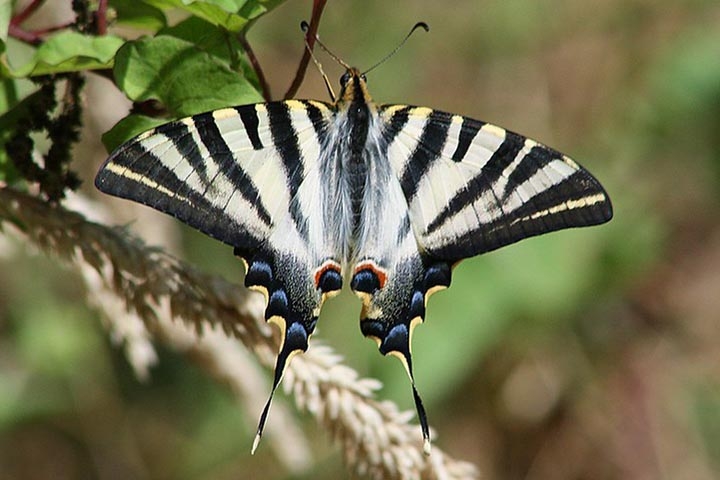 Borboleta Zebra - O nome é por causa das listras (que nem sempre são pretas e brancas Reprodução: Flipar