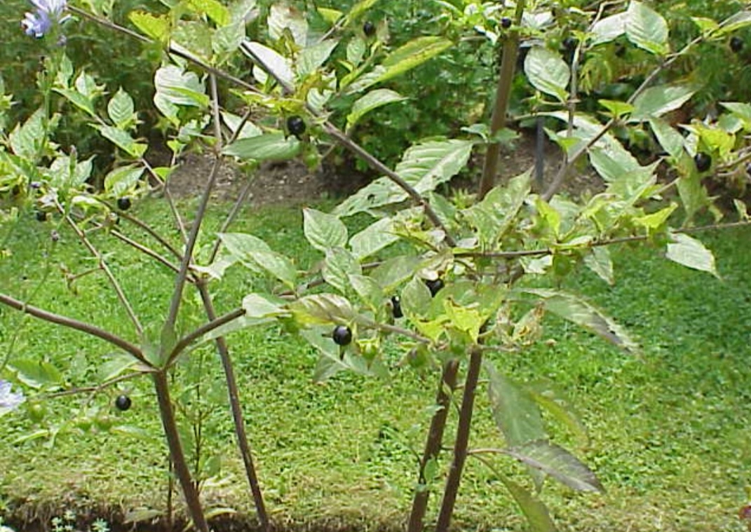 Beladona (Atropa belladonna): Originária da Europa, África e Ásia, cresce em áreas temperadas. Contém alcaloides tropânicos que podem causar alucinações, paralisia e morte.
 Reprodução: Flipar