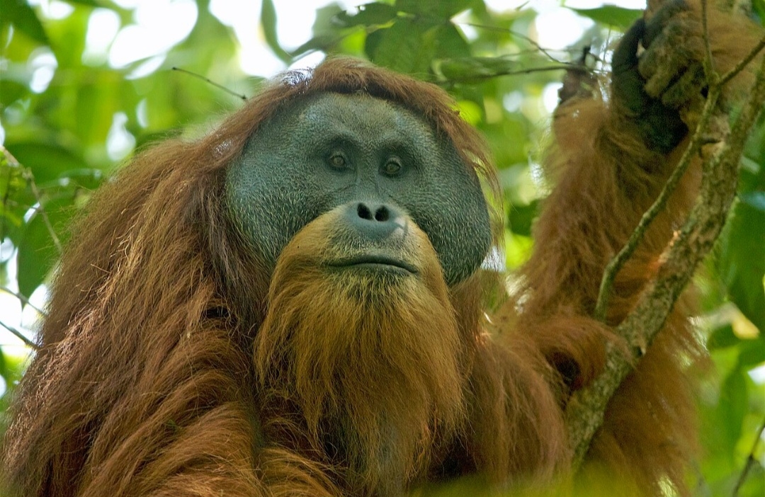 O Orangotango-de-tapanuli (Pongo tapanuliensis) é da ilha de Sumatra, na região chamada Batang Toru, na Indonésia. Infelizmente, menos de 800 espécimes restaram ali, restritos às florestas tropicais fragmentadas dessa região. Reprodução: Flipar