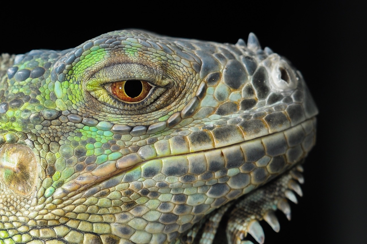 As iguanas-verdes (Iguana iguana), por exemplo, são comuns nas florestas tropicais da América Central e do Sul, incluindo países como Brasil, México, Venezuela e Paraguai Reprodução: Flipar