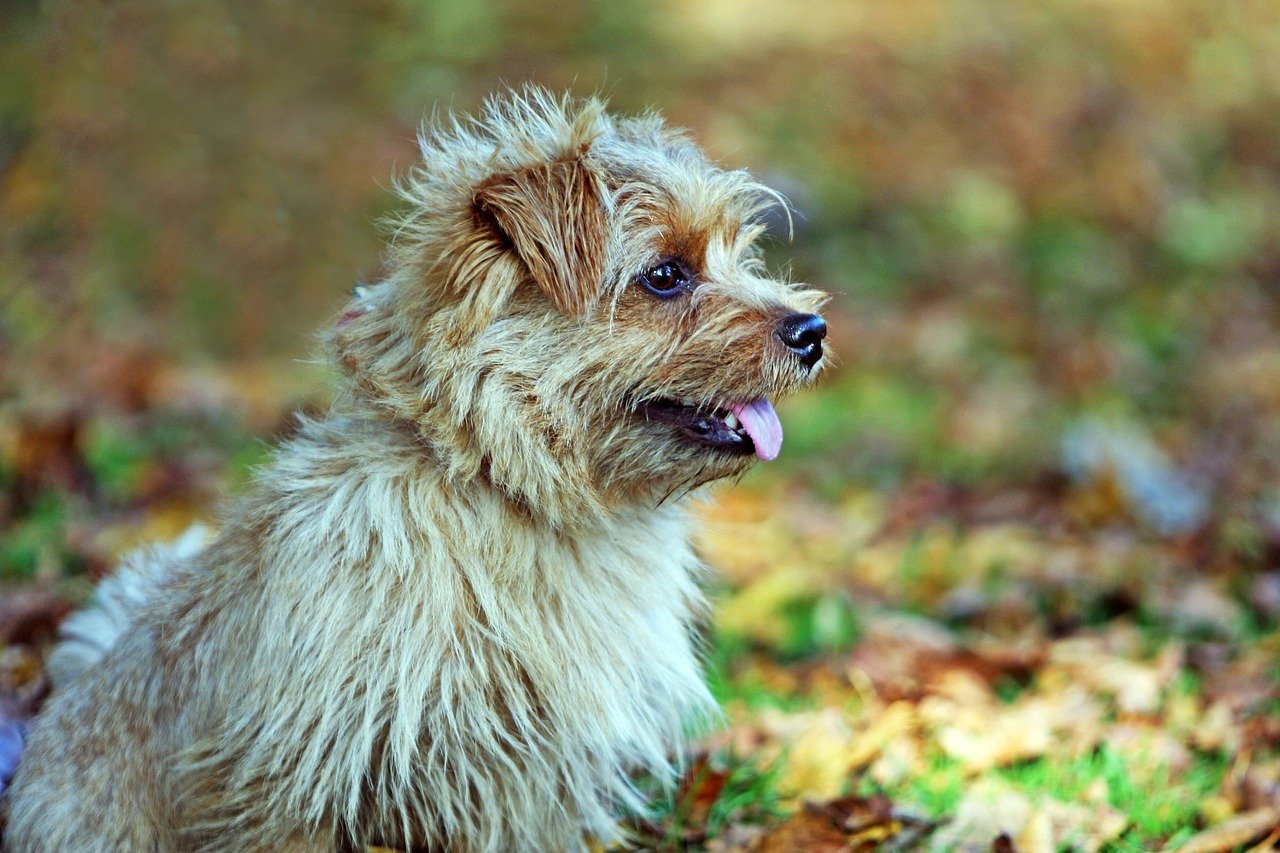 Norfolk Terrier. Foto: Pixabay