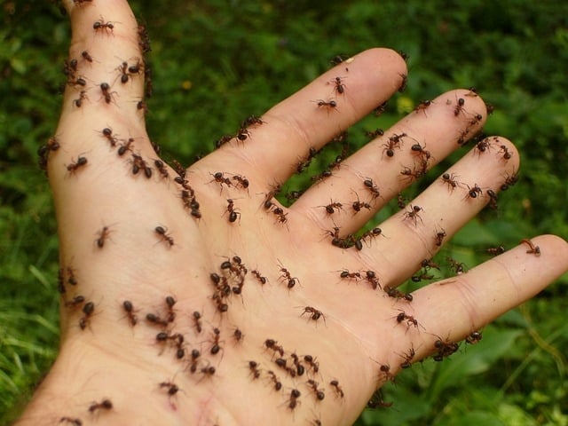 Como existem 7,7 bilhões de habitantes na Terra, estima-se, então, que existam 2,5 milhões de formigas para cada ser humano na Terra.  Reprodução: Flipar