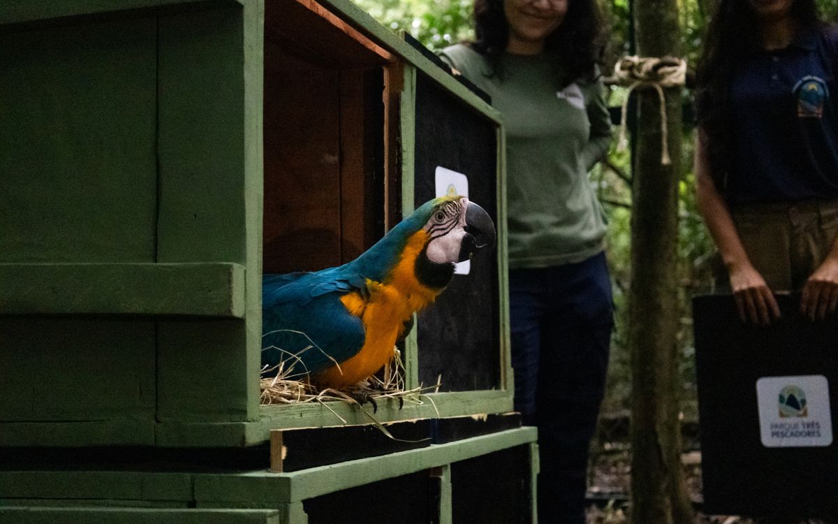 Araras-canindés voltam à Floresta da Tijuca após dois séculos de extinção. Foto: Divulgação/Flavia Zagury