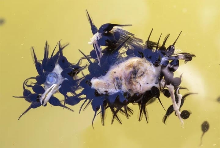 Categoria “Anfíbios e Répteis” - O fotógrafo espanhol Juan Jesús González mostrou girinos de sapos se alimentando de um filhote de pardal recém-nascido que caiu de um ninho e caiu em um lago.