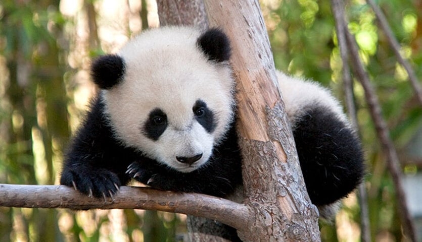 Panda-gigante - Os pandas são animais extremamente solitários, vivendo isolados na floresta e se aproximando apenas para a reprodução. Reprodução: Flipar