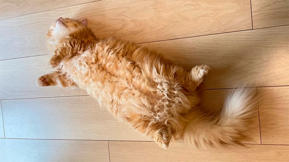 O menor gato vivo do mundo é um Munchkin que mede pouco mais de 13 cm. Foto: Reprodução/Instagram 04.08.2023