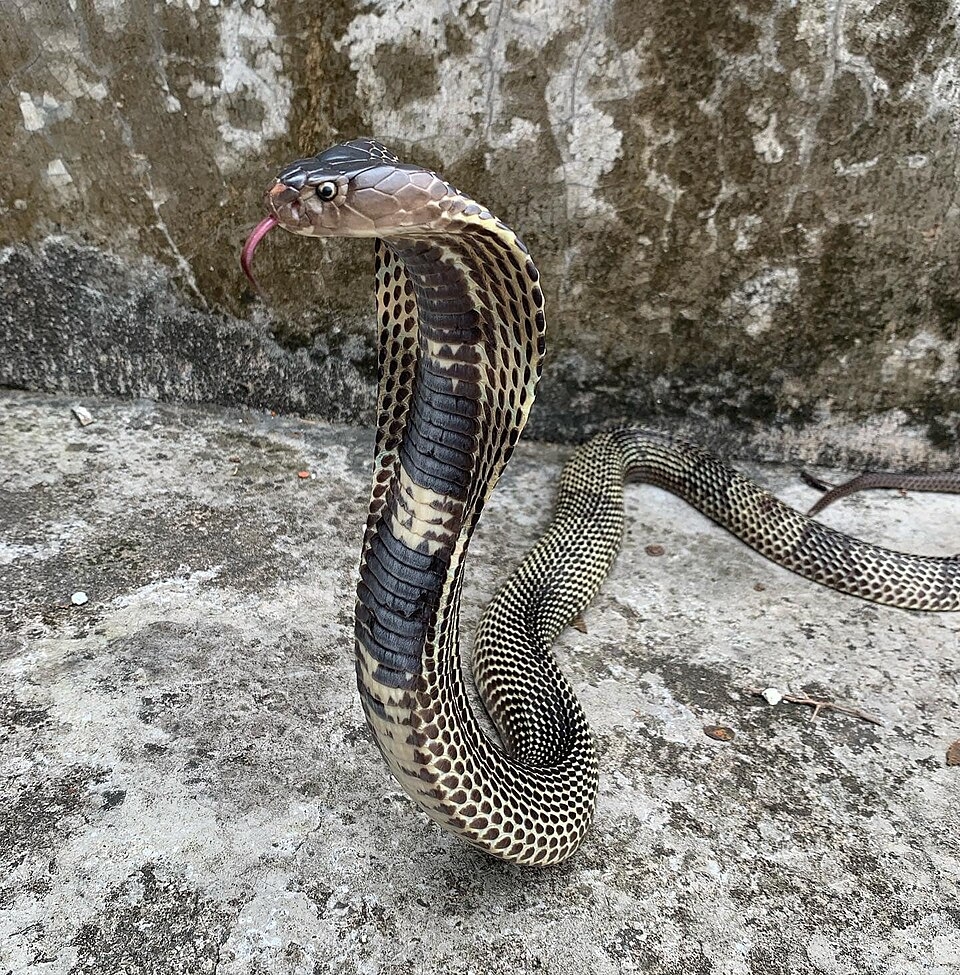 A naja é uma serpente pertencente ao gênero Naja, da família Elapidae, famosa por seu capelo expansível. Esse “capuz” é formado por costelas alongadas que se abrem quando o animal se sente ameaçado. Reprodução: Flipar