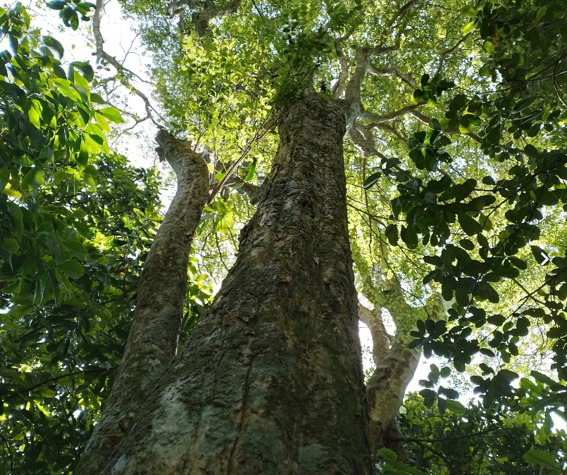 Uma delas é a Eugenia delicata, chamada popularmente de uvaia-pitanga. Os pesquisadores encontraram seis unidades dessa árvore no parque.  Reprodução: Flipar