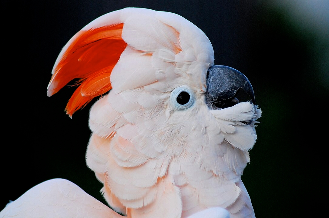A palavra cockatoo (nome em inglês para cacatua) data do século XX e é derivada do neerlandês kaketoe, que vem do malaio kakaktua. As variantes do século XVII incluem cacato, cacatua e crockadore.  Reprodução: Flipar