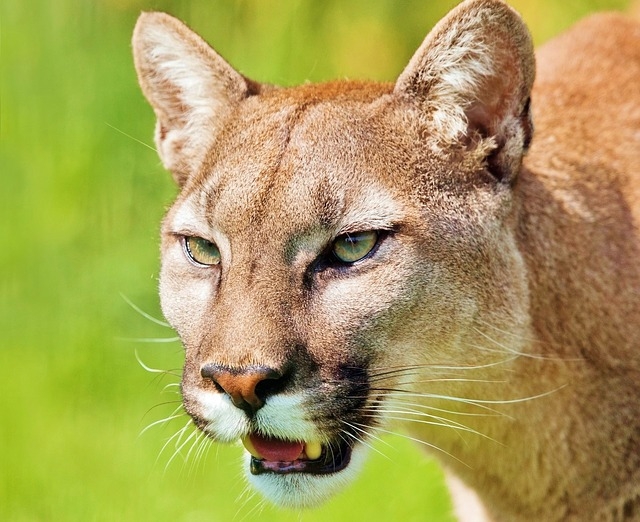 A onça-parda, também chamada de puma ou suçuarana, é nativa da América. É o mamífero terrestre com maior distribuição pelo continente, aparecendo desde o Canadá até o sul do Chile.  Reprodução: Flipar