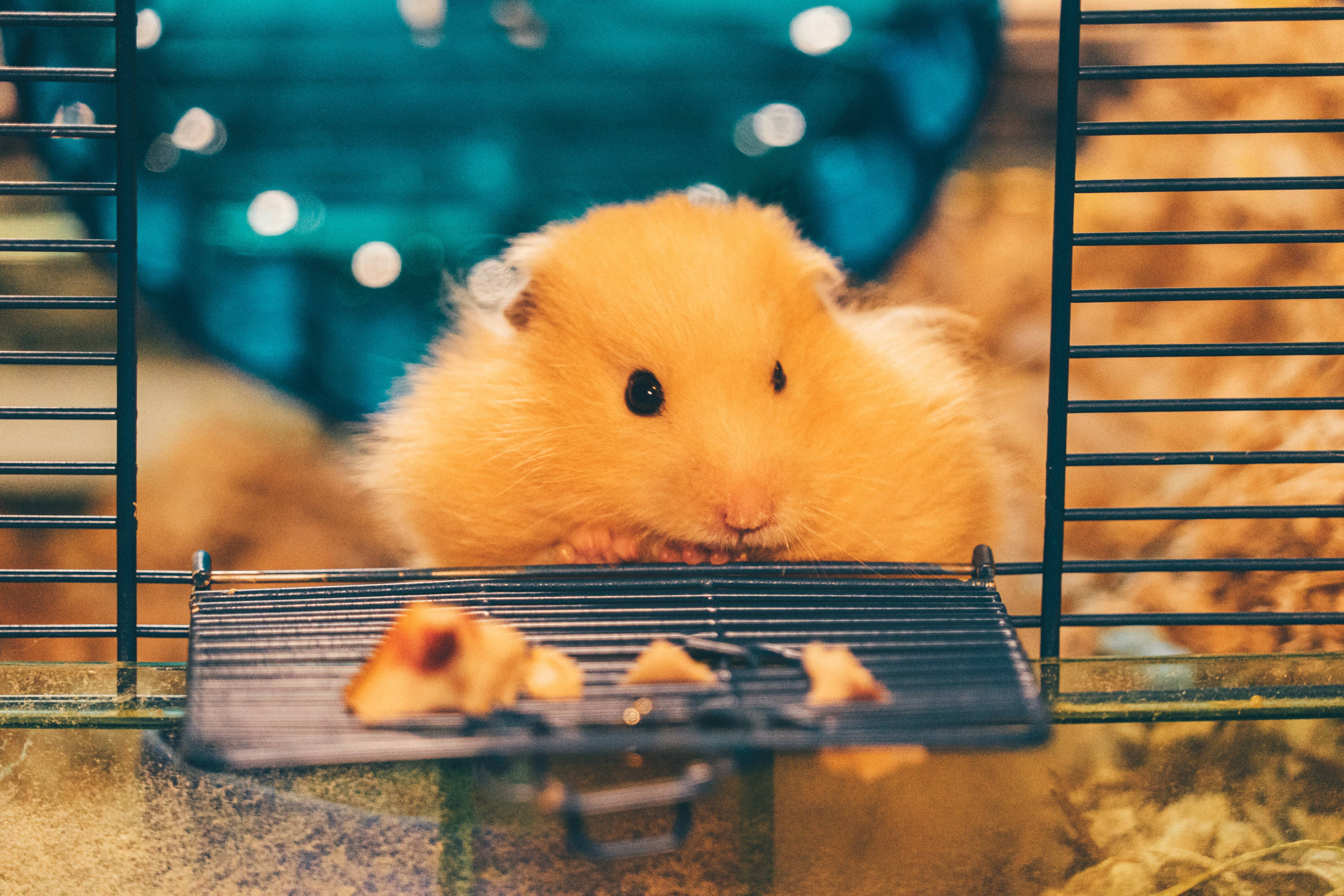 hamster. Foto: Unsplash/Jie Wang