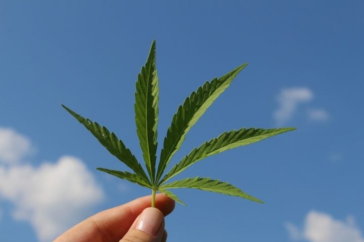 Esse estudo avaliava o objetivo avaliar o efeito de substâncias derivadas da cannabis no tratamento de doenças. Reprodução: Flipar