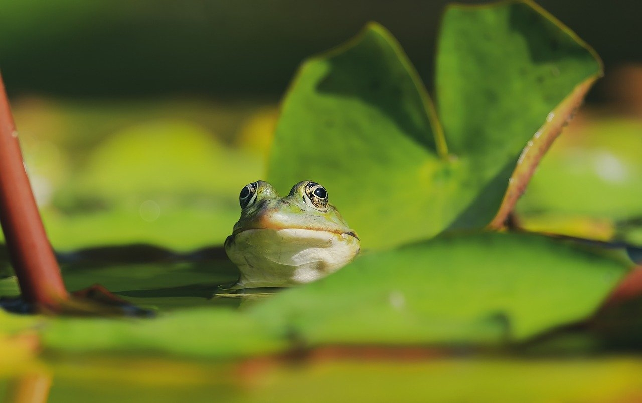 Quando a primavera se aproxima e a temperatura começa a subir, o animal desperta, tudo volta ao normal e ele se prepara para o acasalamento.  Reprodução: Flipar