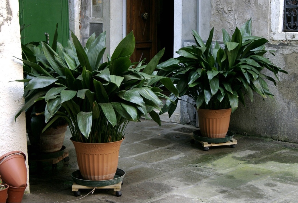 A Aspidistra (Aspidistra elatior) possui folhas largas e resistentes, de um verde escuro e profundo. Originária da China e Japão, ela é frequentemente cultivada em interiores e jardins sombreados, sendo apreciada pela sua robustez e pela capacidade de prosperar em locais com pouca luz.
 Reprodução: Flipar