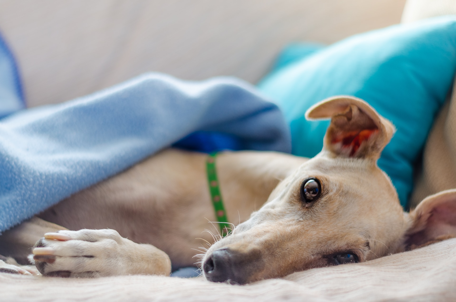 Apesar de ser um cão muito veloz e precisar de atividades físicas para se manter saudável, é um pet que adora ficar tranquilo no sofá 