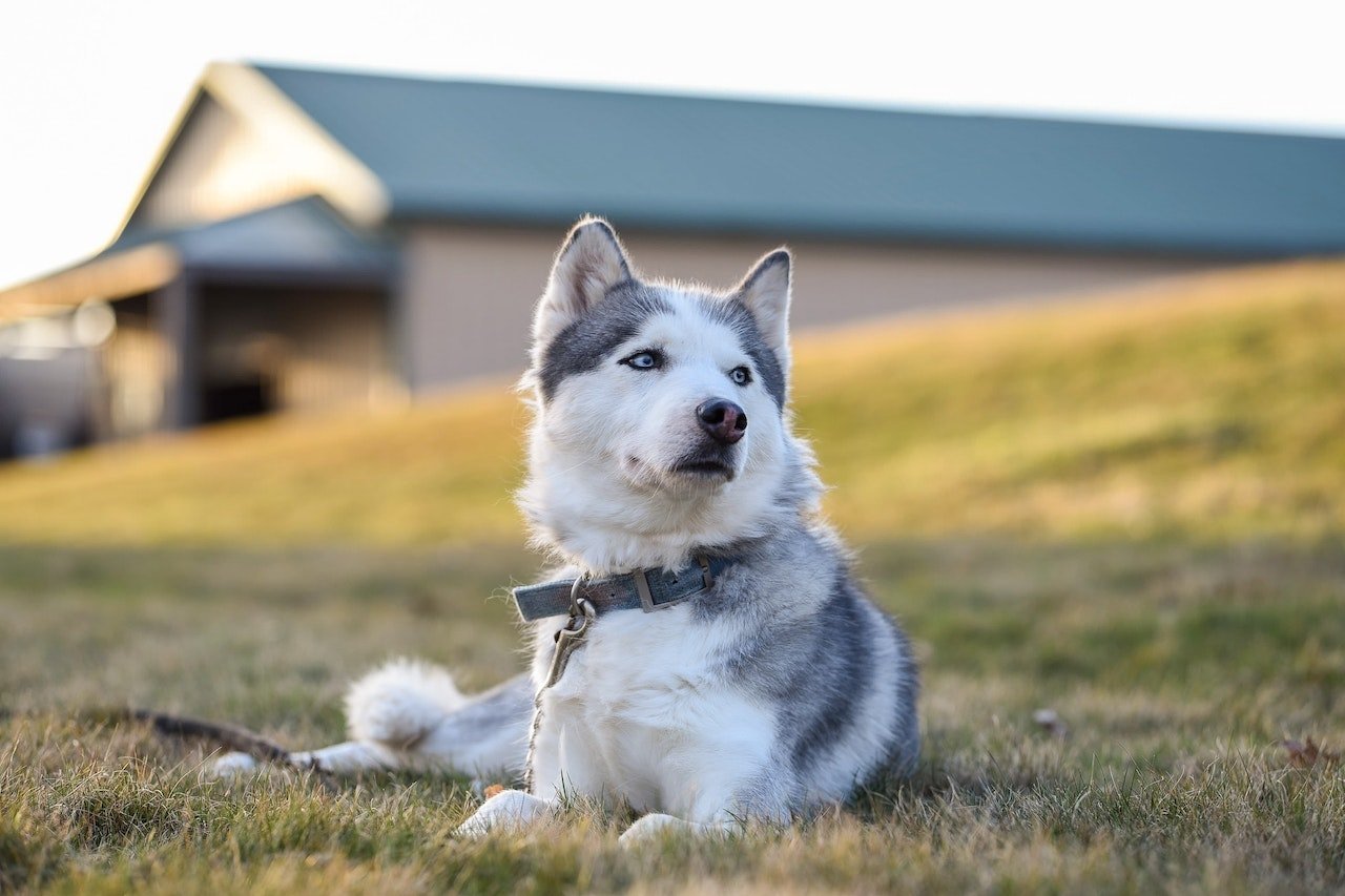 Um dos cachorros mais fofos e geralmente com olhos de dar inveja, o Husky Siberiano pode ser um problema dentro de casa por conta de sua energia e pela fama de ser desobediente.