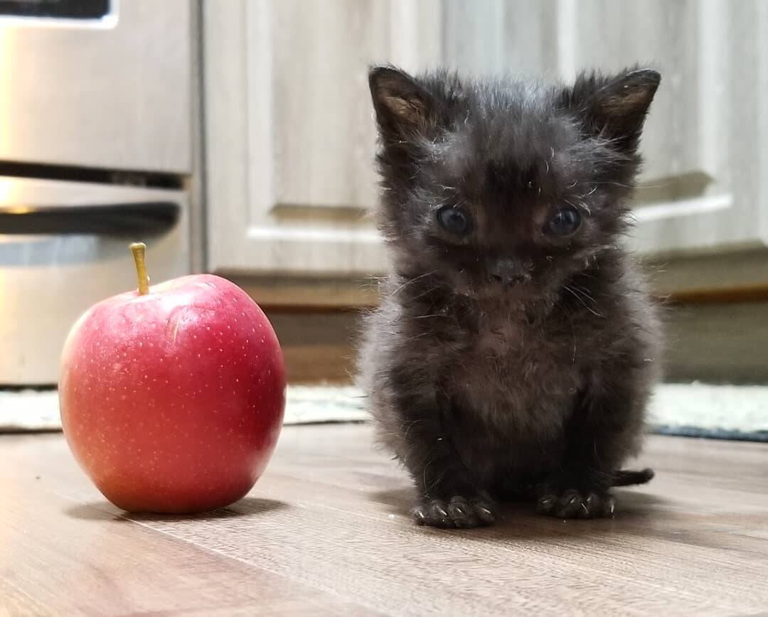 Filhote de gato do tamanho de uma maçã. Foto: Instagram/ thecatlvt