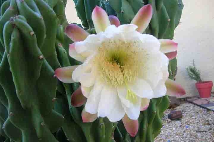 Com braços contorcidos e espinhos irregulares, o cacto monstro tem um visual único, sendo uma obra-prima da natureza. Ele pode florescer, embora não seja comum. As flores são brancas, com uma forma de funil e abrem-se à noite. Elas podem ser muito perfumadas, atraindo polinizadores noturnos. Reprodução: Flipar