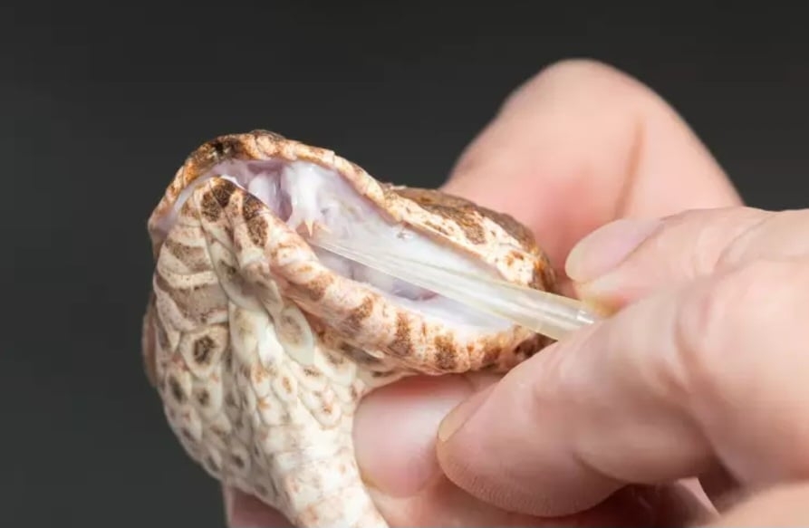 Uma cobra víbora-da-morte encontrada no Australian Reptile Park, na Austrália, possui três presas venenosas, algo nunca registrado nessa espécie.
 Reprodução: Flipar