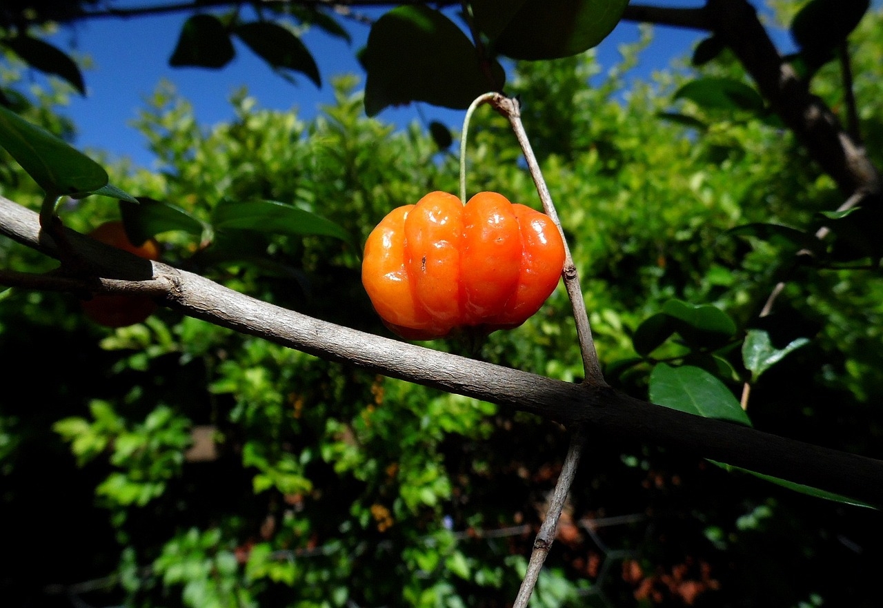 Os antioxidantes da fruta, como a vitamina C, carotenóides e polifenóis, estão relacionados com a melhora da asma e da bronquite, principalmente quando o óleo essencial extraído das folhas da pitanga é usado para fazer a vaporização. Reprodução: Flipar
