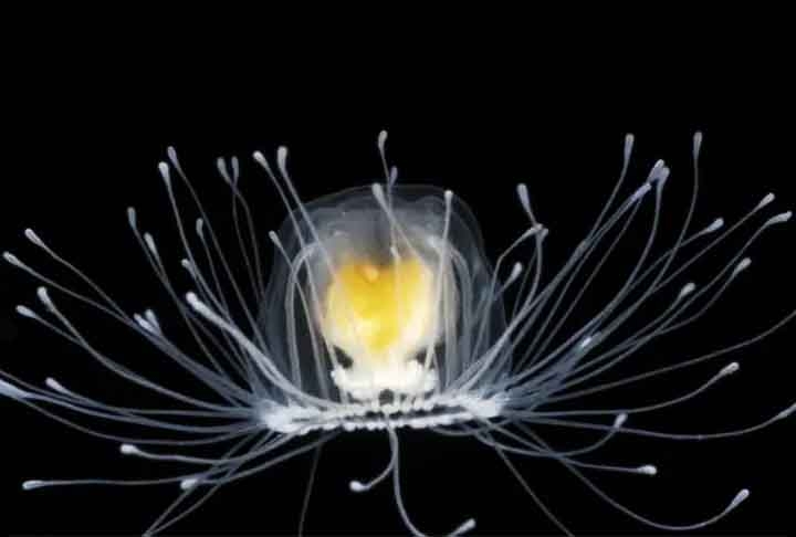 Esta água-viva é capaz de reverter o processo de envelhecimento, pois é geneticamente capaz de retornar à sua forma de pólipo (como se o humano voltasse a ser bebê) e por isso, é o animal de vida mais longa do mundo, sendo praticamente imortal. Reprodução: Flipar