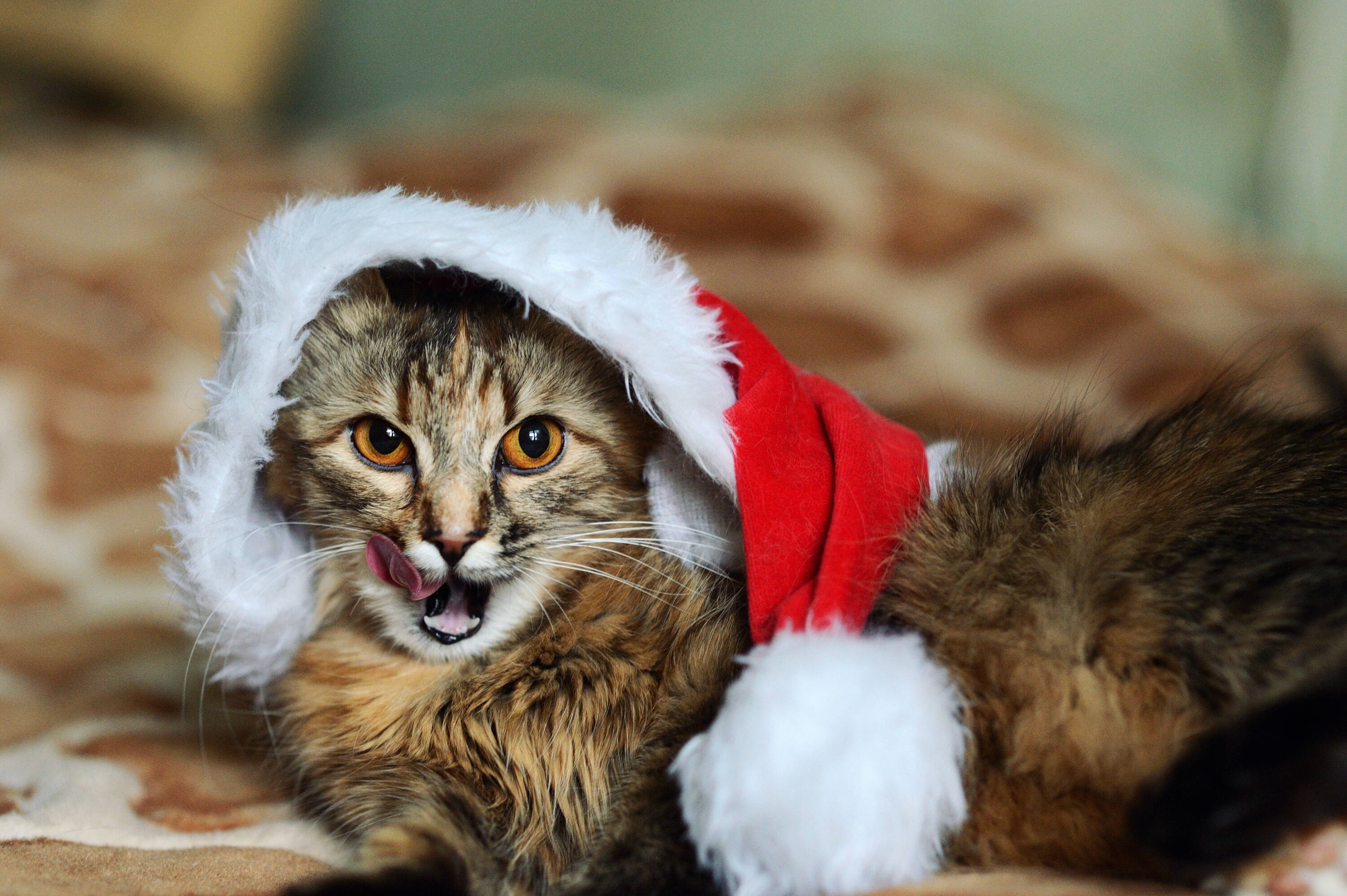 Os animais devem passar comemorar o Natal junto com a família. Foto: shutterstock 