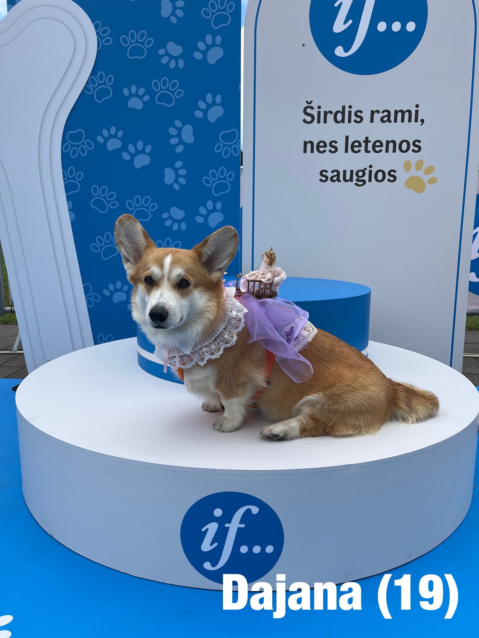 Corrida de Corgis reúne competidores fantasiados na Lituânia. Foto: Facebook/Corgi Race Vilnius