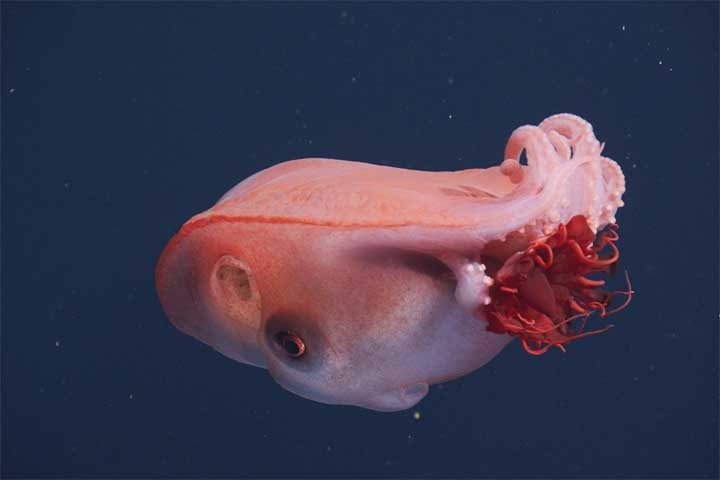 As imagens em alta resolução revelam um animal translúcido, de movimentos suaves, carregando uma água-viva-capacete de tom carmesim enquanto se desloca pelo ambiente gelado. Reprodução: Flipar