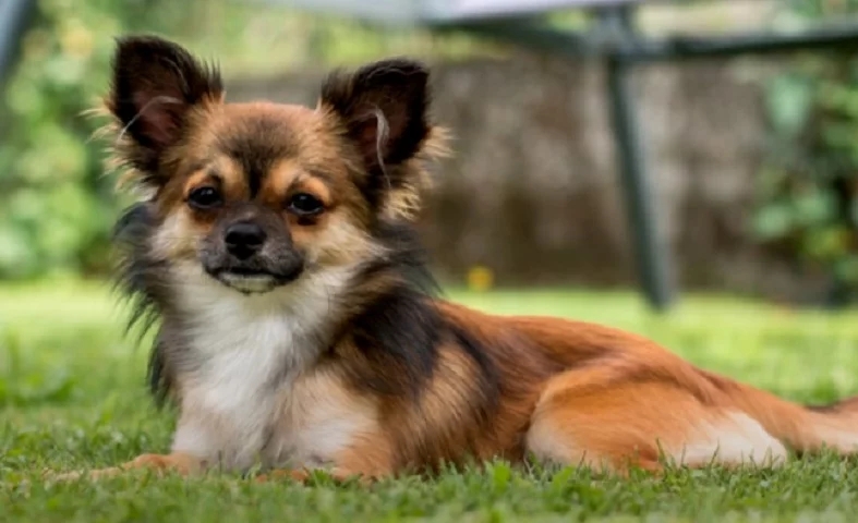 Chihuahua- Pode viver em média de 12 a 20 anos. Esses cães são pequeninos, possuem orelhas grandes e têm sua origem no México. Essa é considerada menor raça de cachorro do mundo.  Reprodução: Flipar