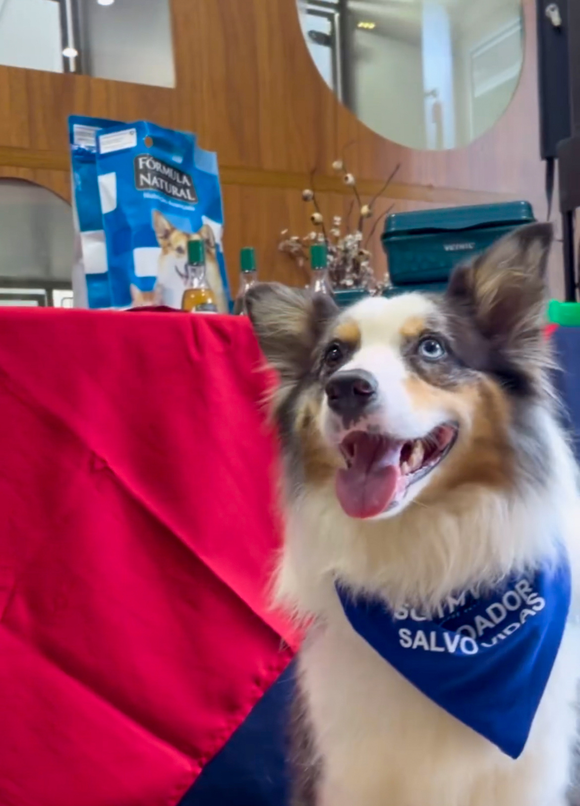 Cães que se tornaram doadores de sangue em edições anteriores da campanha Reprodução