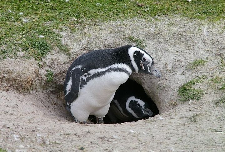 Espécie mais comum de pinguim da América do Sul, o pinguim-de-magalhães passa neste momento (entre setembro e fevereiro) pelo período de reprodução, com os ninhos formados no chão ou em pequenas tocas. Saiba mais a seguir sobre essa ave marinha! Reprodução: Flipar