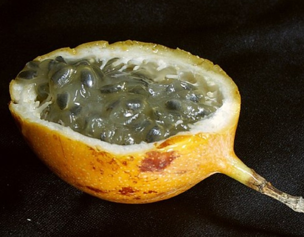 A granadilha tem casca fina, dura e quebradiça, de cor laranja ou amarelo-alaranjada quando madura. A polpa é gelatinosa e translúcida, com pequenas sementes pretas. O sabor e o aroma são suaves, lembrando uma mistura de maracujá e melão. E a fruta tem um toque refrescante. Reprodução: Flipar