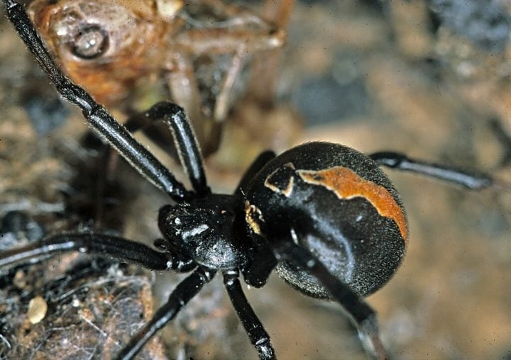 Aranha-de-costas-vermelhas (Latrodectus hasselti): Encontrada na Austrália, essa aranha tem um comportamento parecido com o da viúva-negra — elas também se alimentam dos machos após a cópula. Reprodução: Flipar