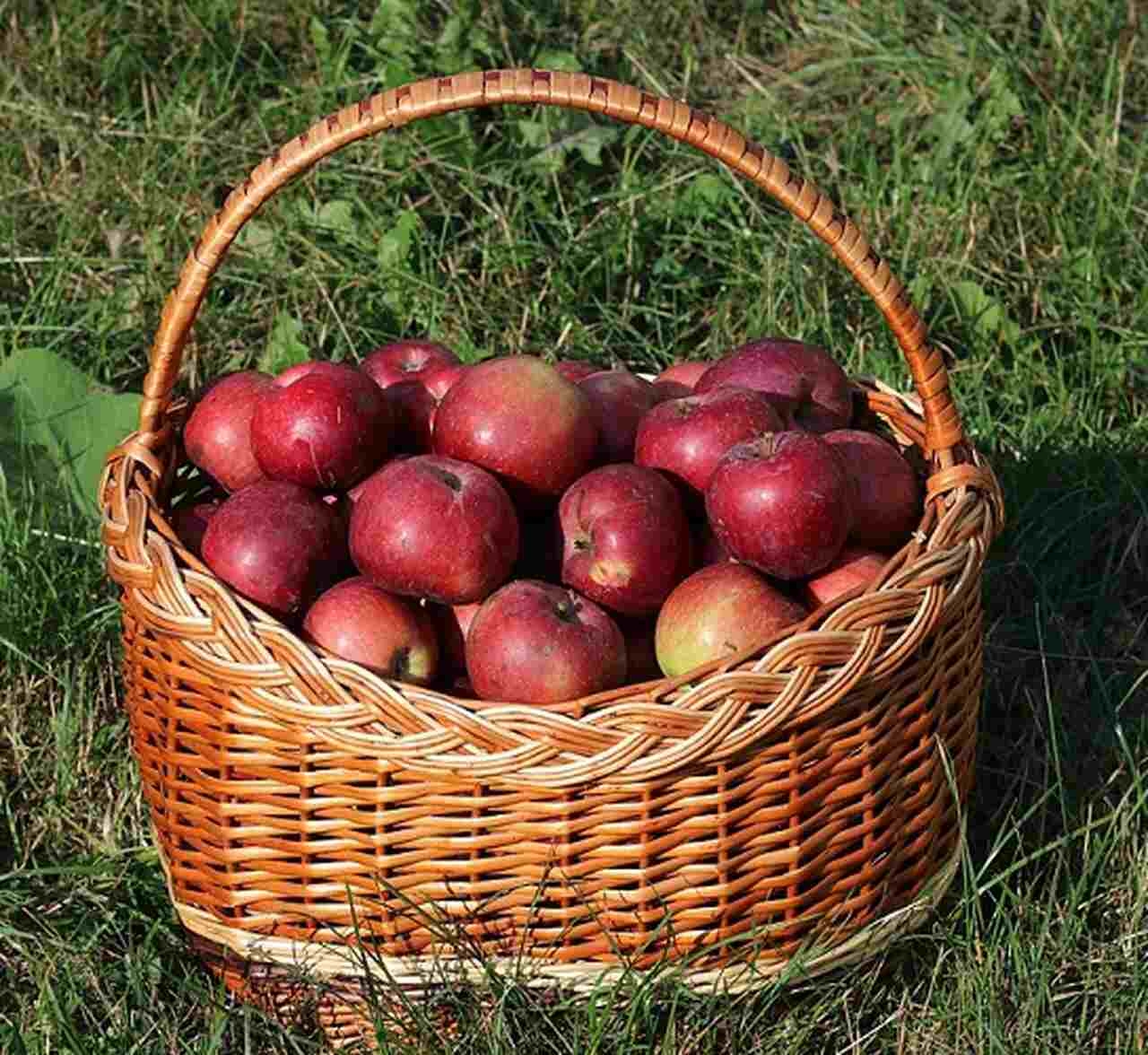 Dependendo da variedade de maçã utilizada, a cidra pode variar de seca a doce. Frutas como a Granny Smith geram uma acidez refrescante, enquanto maçãs mais doces, como a Fuji, criam uma bebida mais suave. Reprodução: Flipar